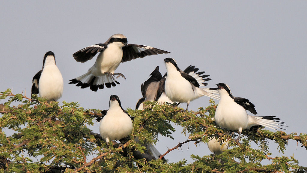 Die niedlichen Vögelchen haben den tollen Namen
Graumantelwürger (Grey-backed Fiscal)
Nähe Lobo-Hills, Serengeti
3370