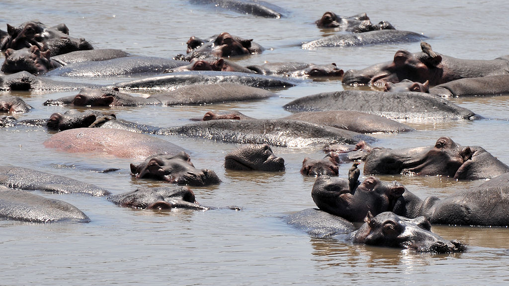 Die Nilpferde drängen sich an
den tiefesten Stellen im Luangwafluss zusammen
9212