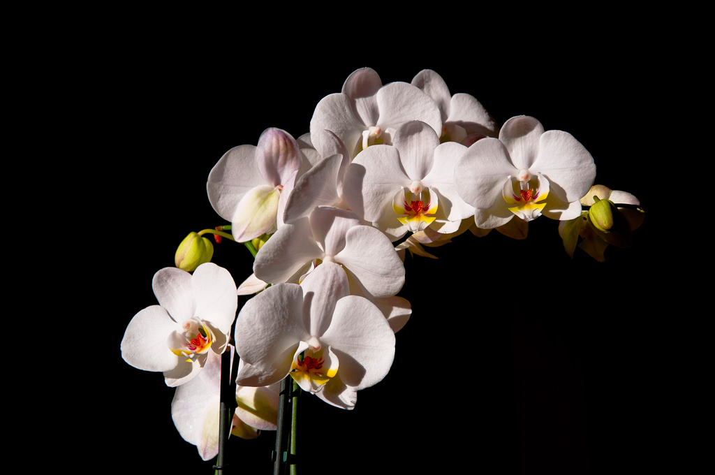 Die Orchidee wurde bei absolut hellem Tageslicht aufgenommen