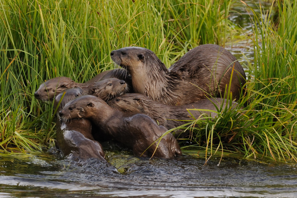 Die Otter vom Trout Lake – Yellowstone NP