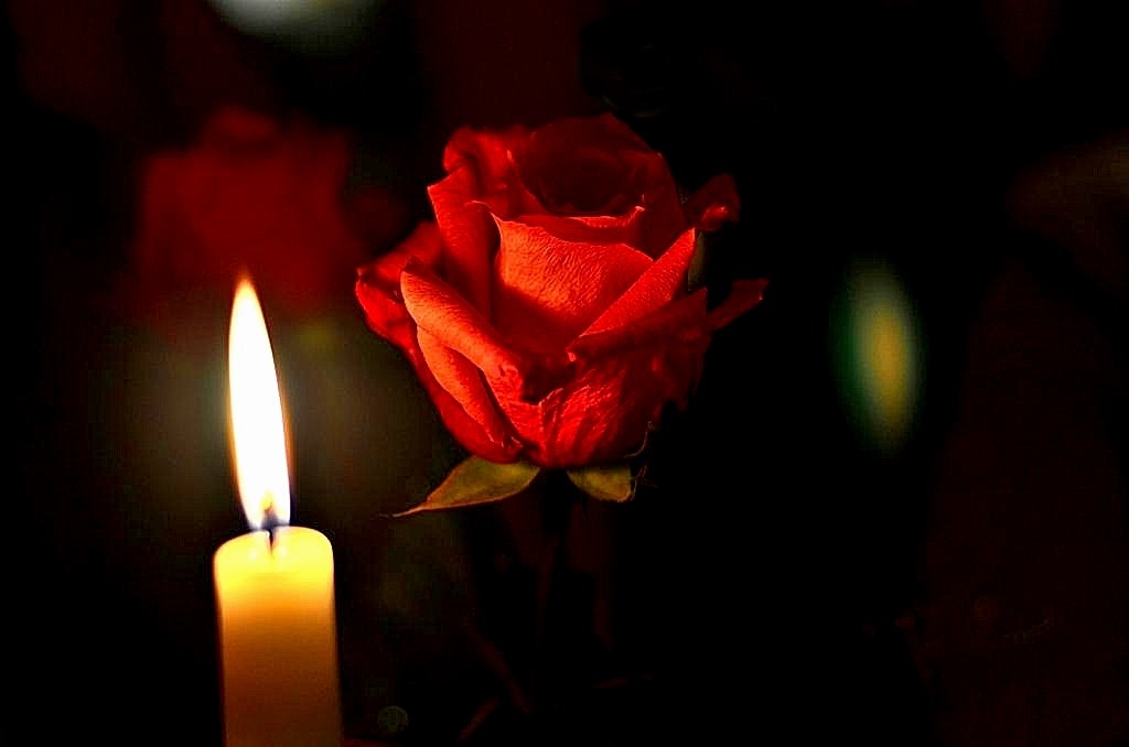 Die Rose