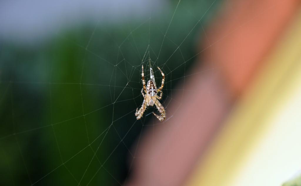 Die Spinne