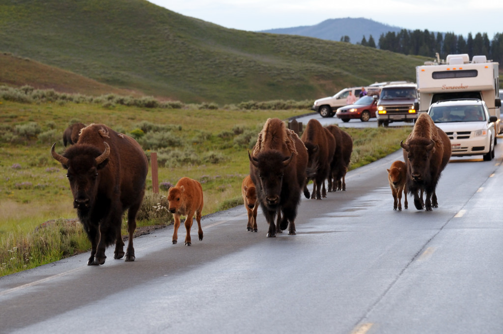 Die Straße gehört uns – Bisons im Yellowstone NP