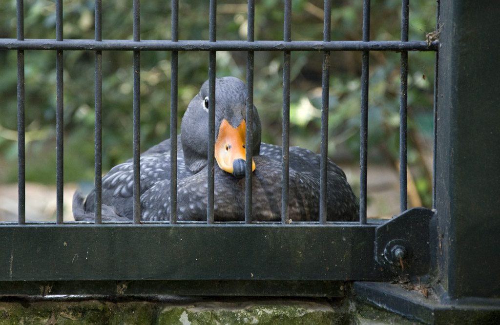 Die war ganz Abseits vom ganzen Zoo-Geschehen und guckte teilweise wie "Huch! Es hat sich ja noch Jemand für mich interessiert.."

Sie sitzt übrigens 
