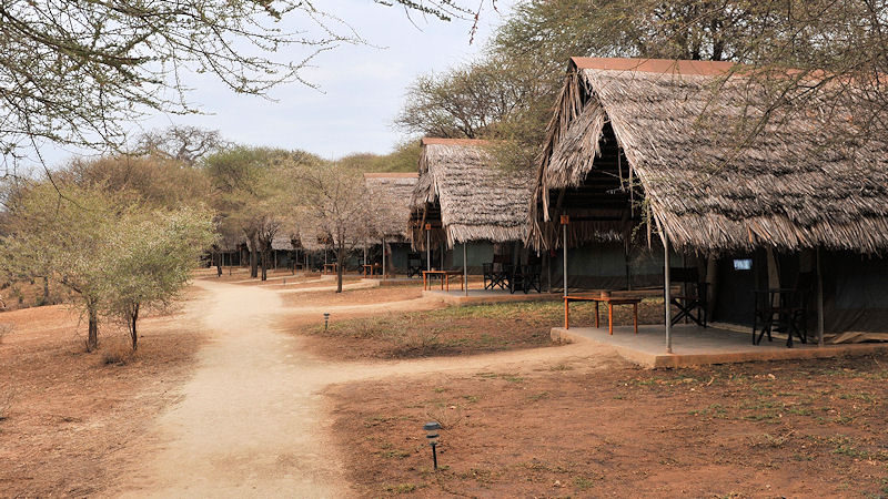 Die Zelte in der Tarangire Safari Lodge
sind durch fest Dächer geschützt
8744