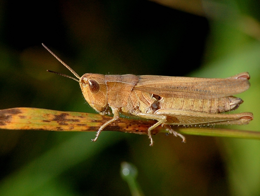 Diese Heuschrecke war ca. 1,5 cm groß.