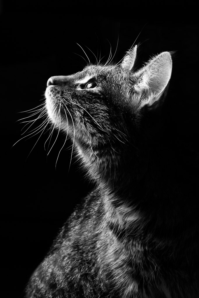 Diese Katze haben wir vor 1 Jahr vor dem Verhungern von einem Bauernhof gerettet. Sie war lange krank und elend. Aber sie hatte mehrere Leben und sieh