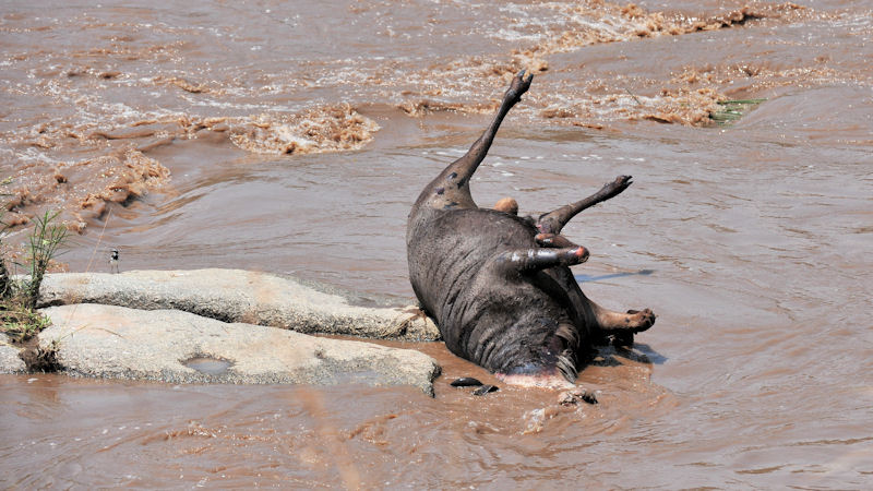 Dieses Gnu hat es nicht ans andere Ufer geschafft.
Mara River, Serengeti
0782