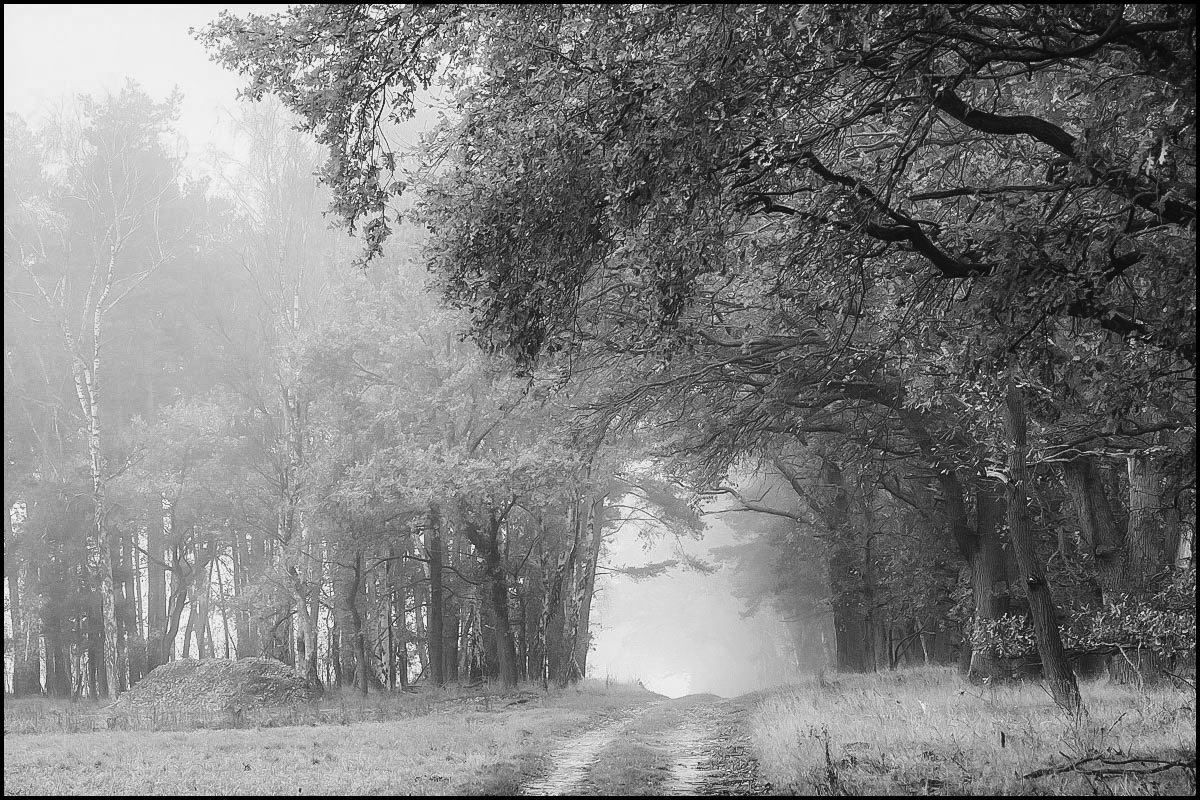 Diesig BW (1 von 1).JPG