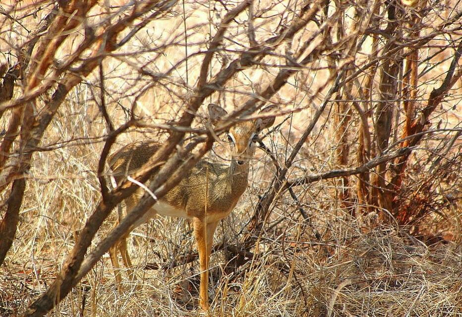 DikDik Antilope Tsavo West NP
