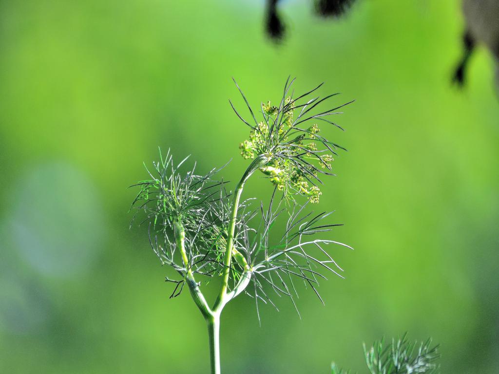 Dill