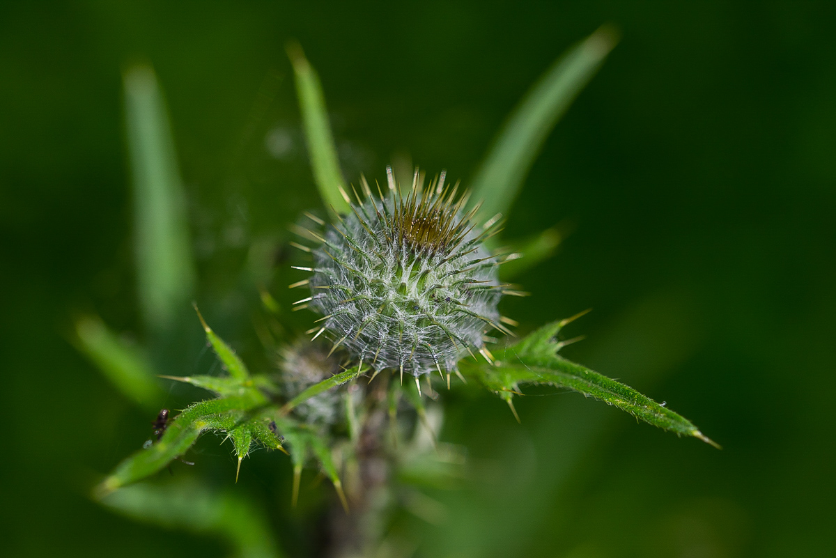 Distel (1 von 1).jpg