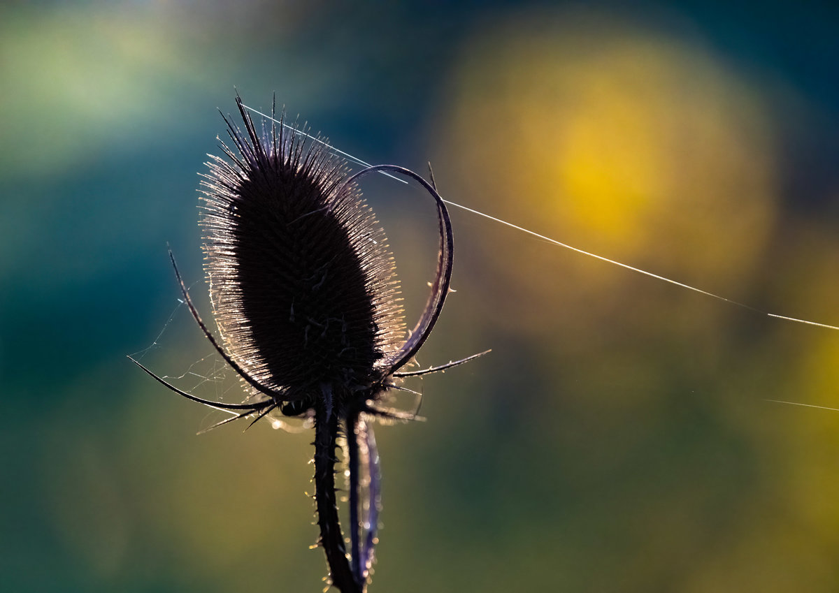 Distel Herbst.jpg