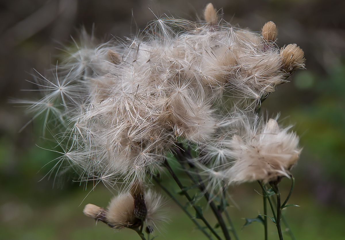 Distel.jpg
