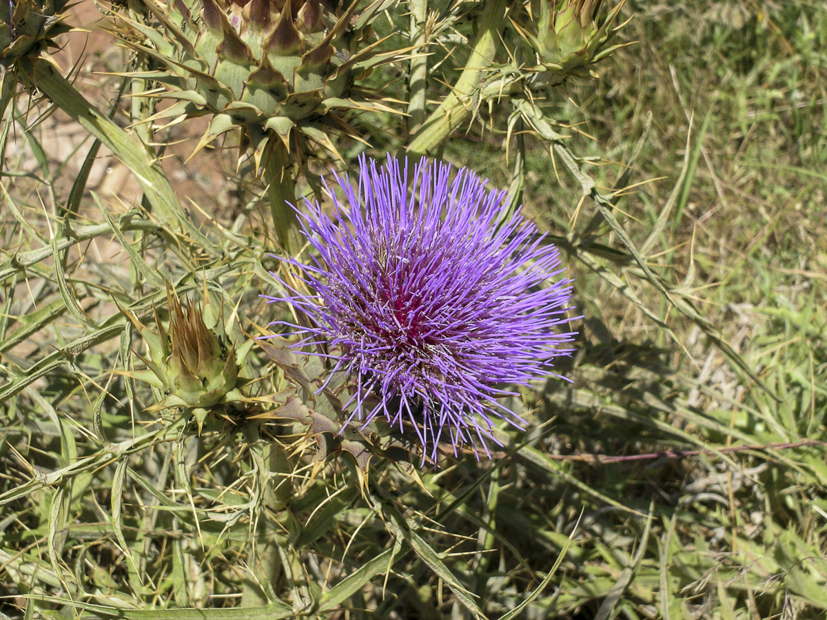 Distel.jpg