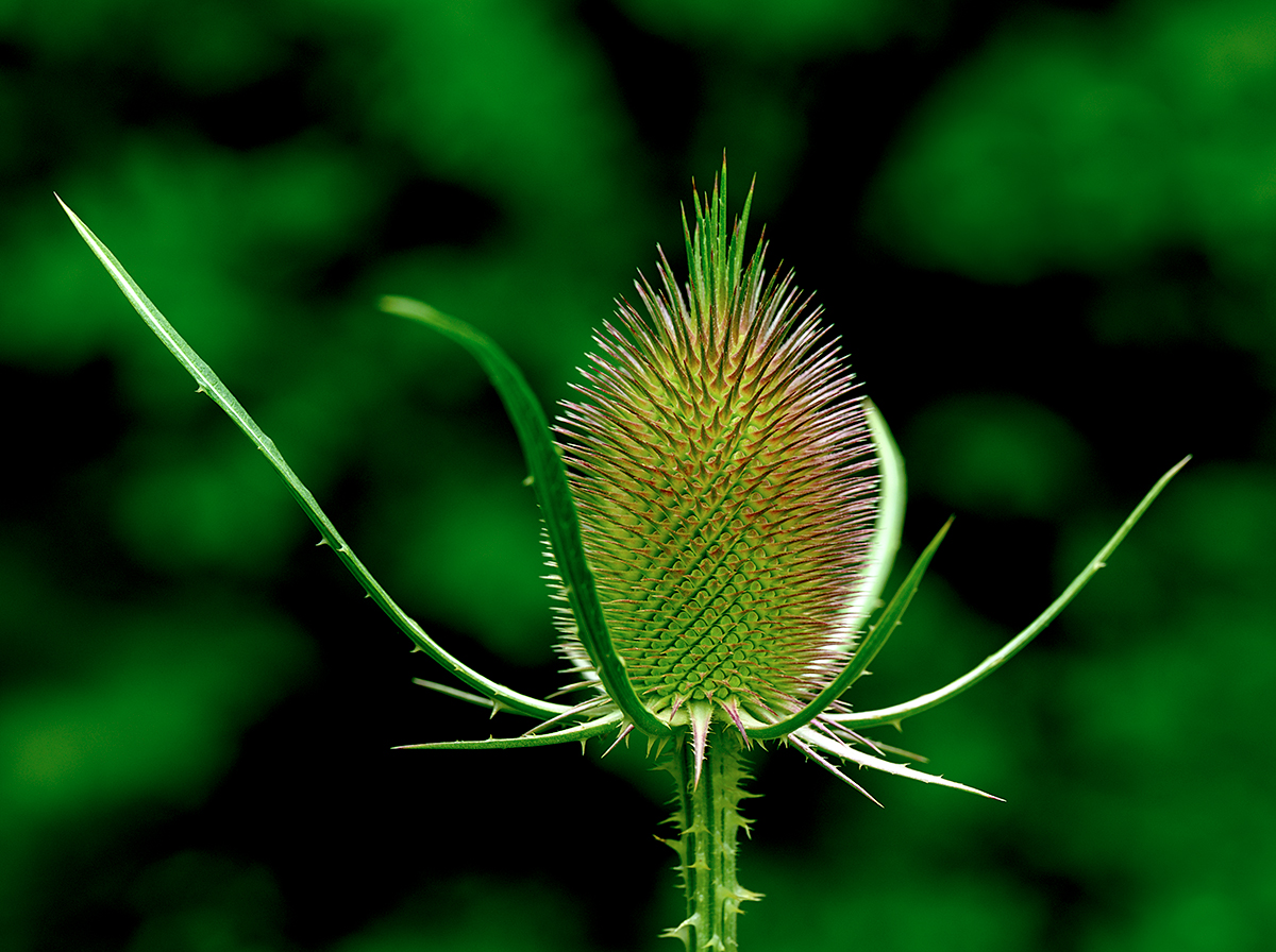 Distel.jpg