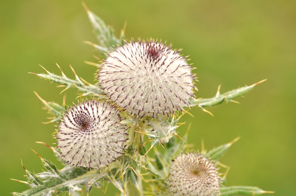 Distel ohneBlüte