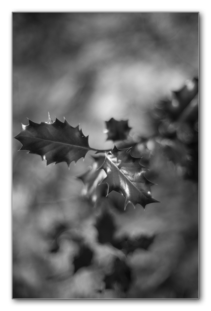 distel sw