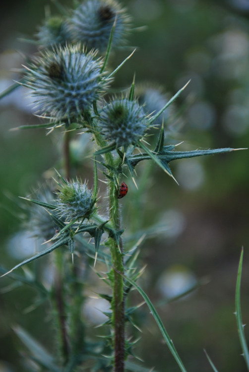 Distel