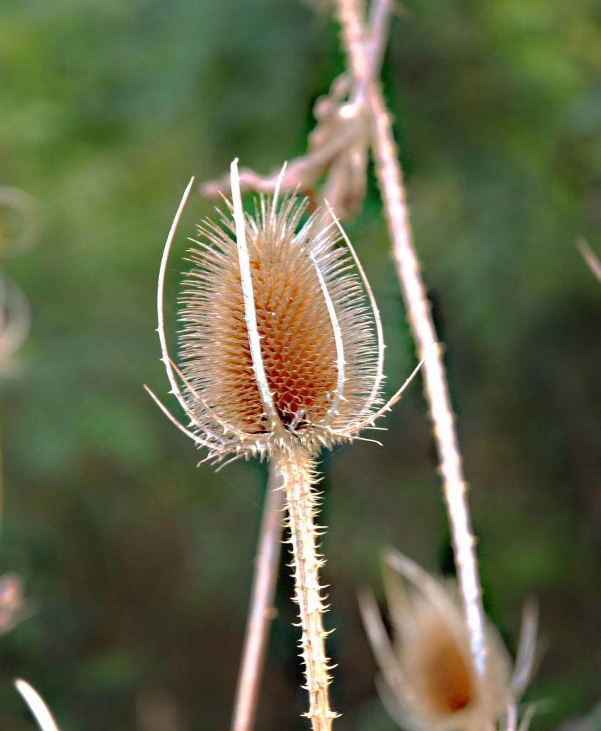 Distel