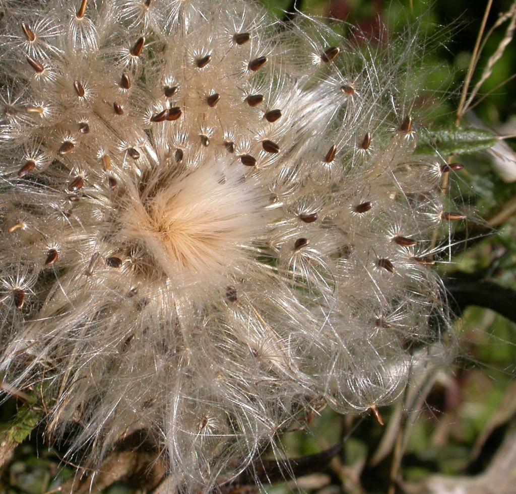 Distel