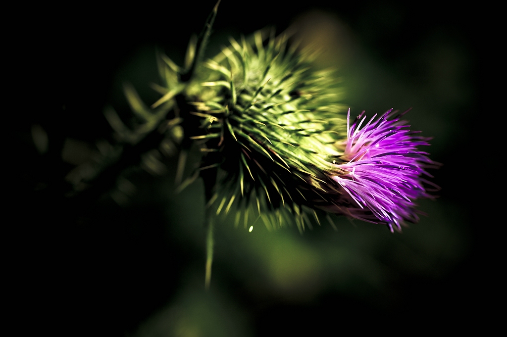 Distel
