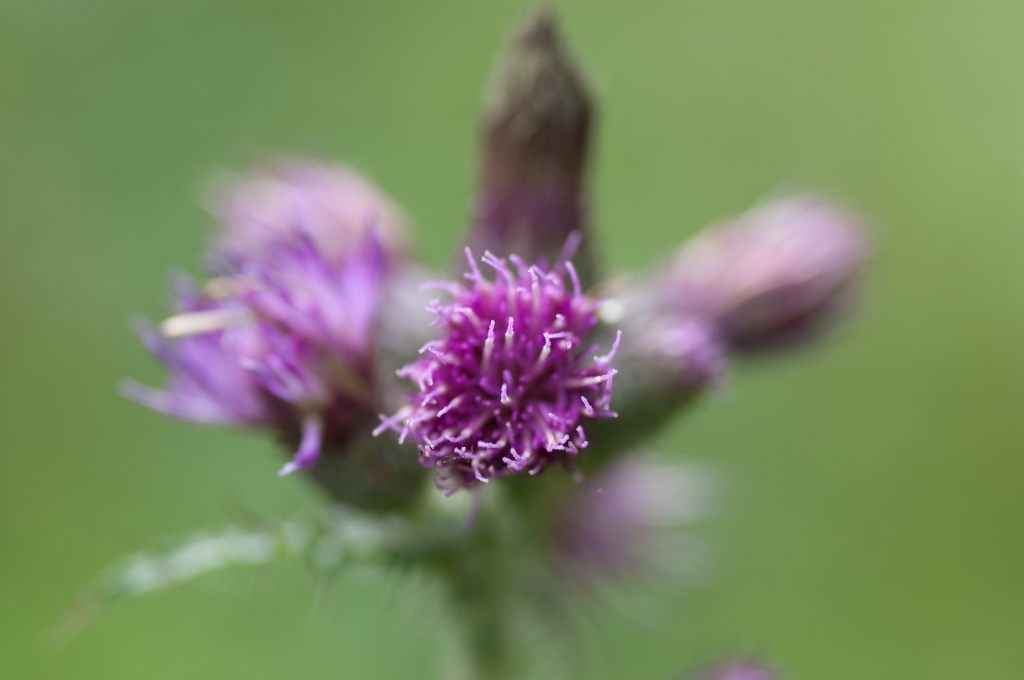 Distel