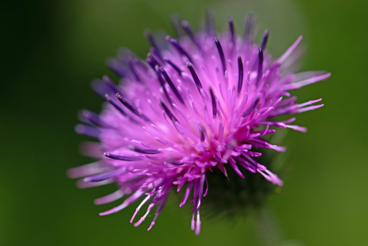 Distelblüte.jpg