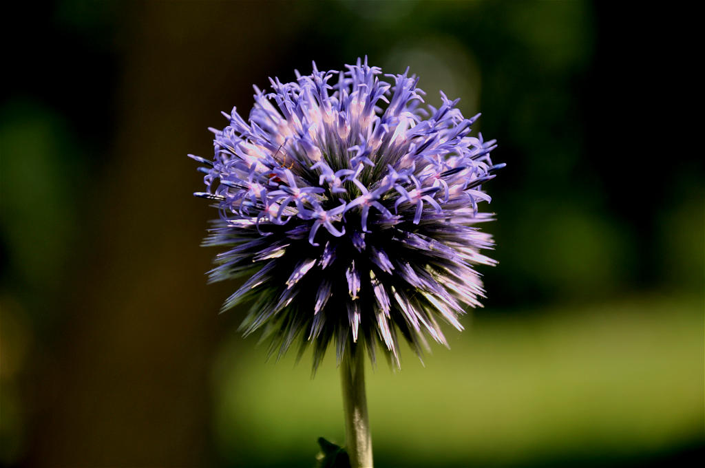 Distelblüte