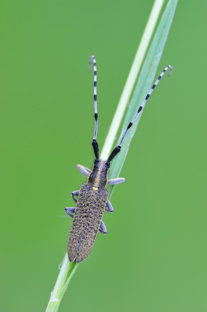 Distelbock (Agapanthia villosoviridescens)