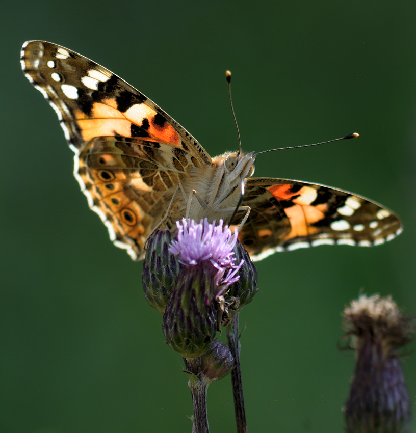 Distelfalter