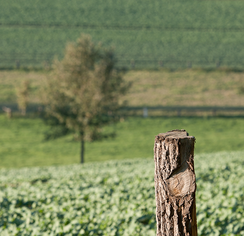 DOF Herbst