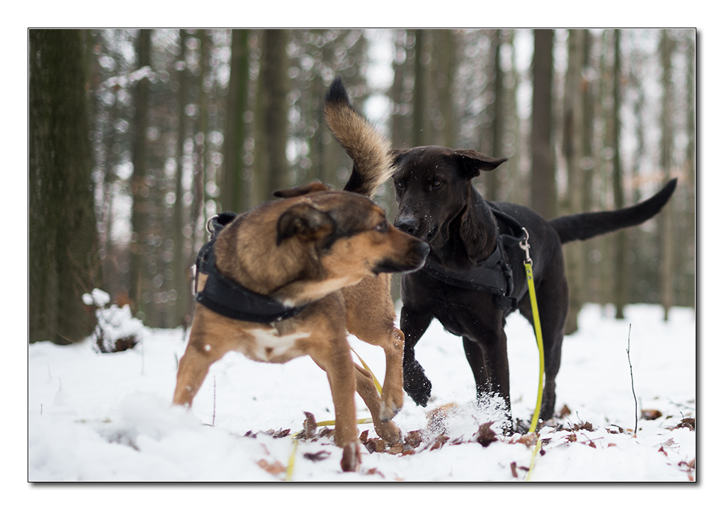 dof hunde