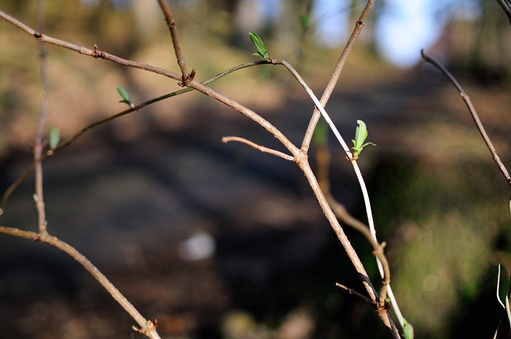 DOF MOL 0265 343