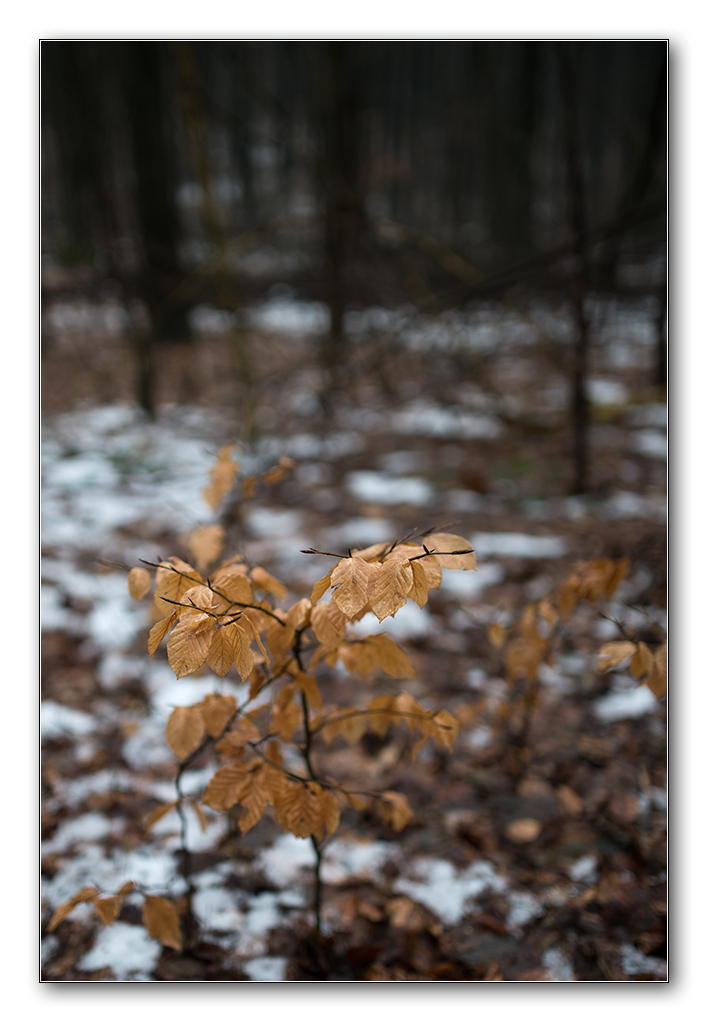 Dofwald