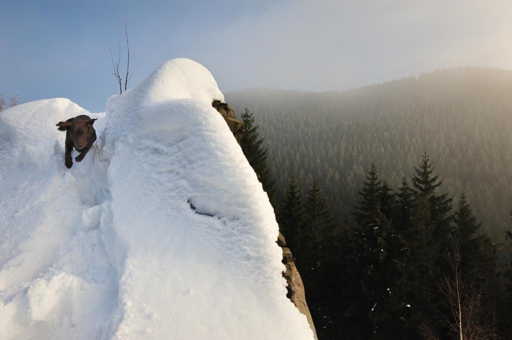 Dog on montain