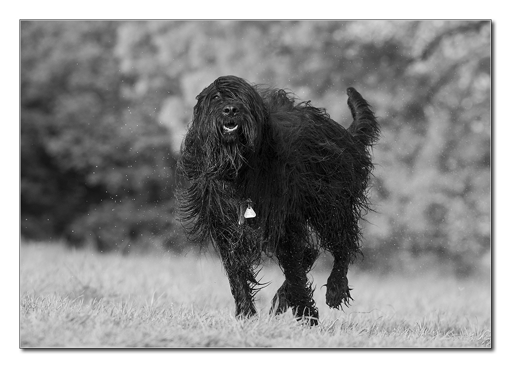 dog sw