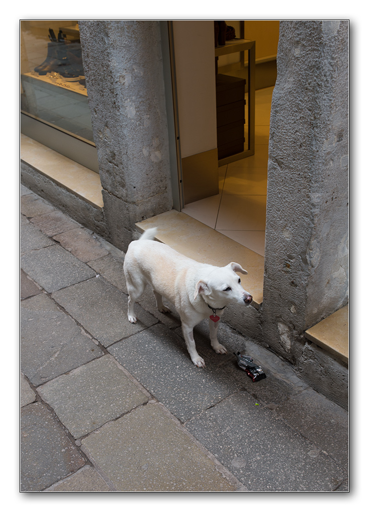 dog