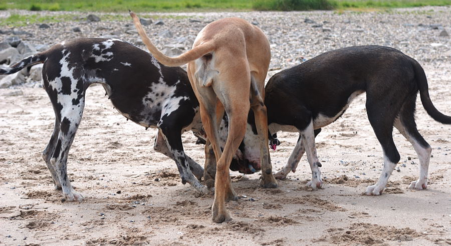 Dogenkneul