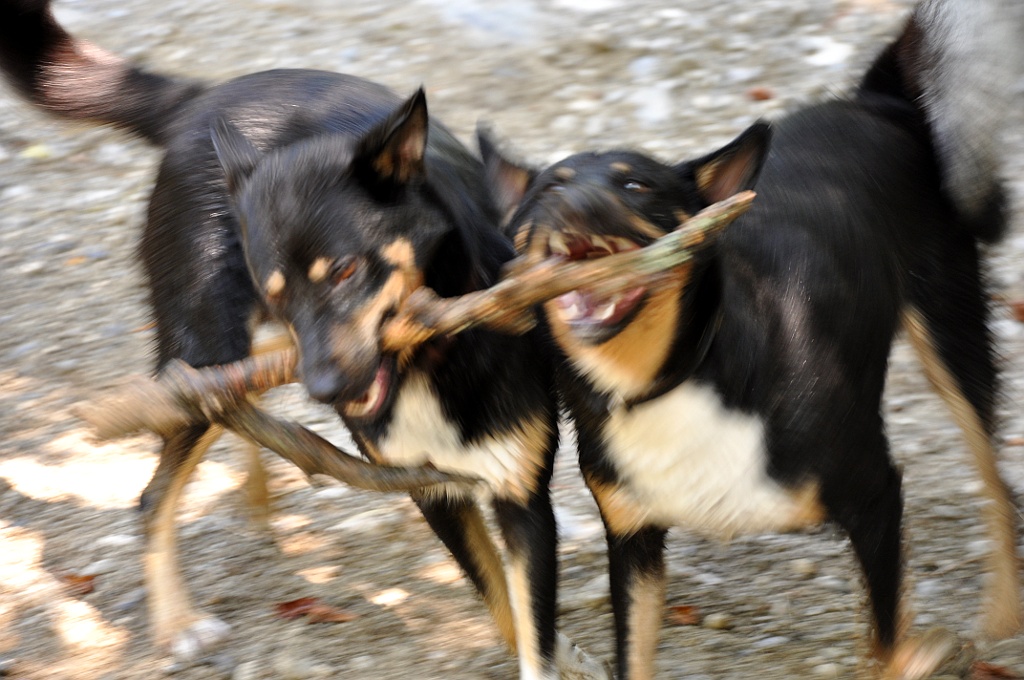 dogfight