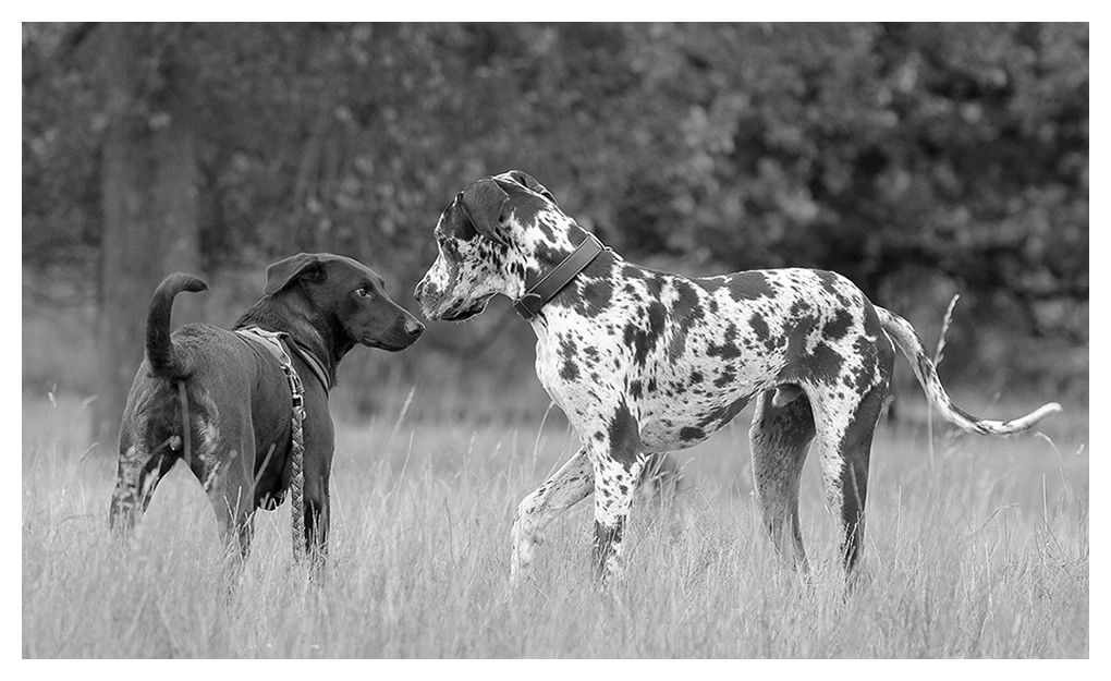 Dogge treffen sw