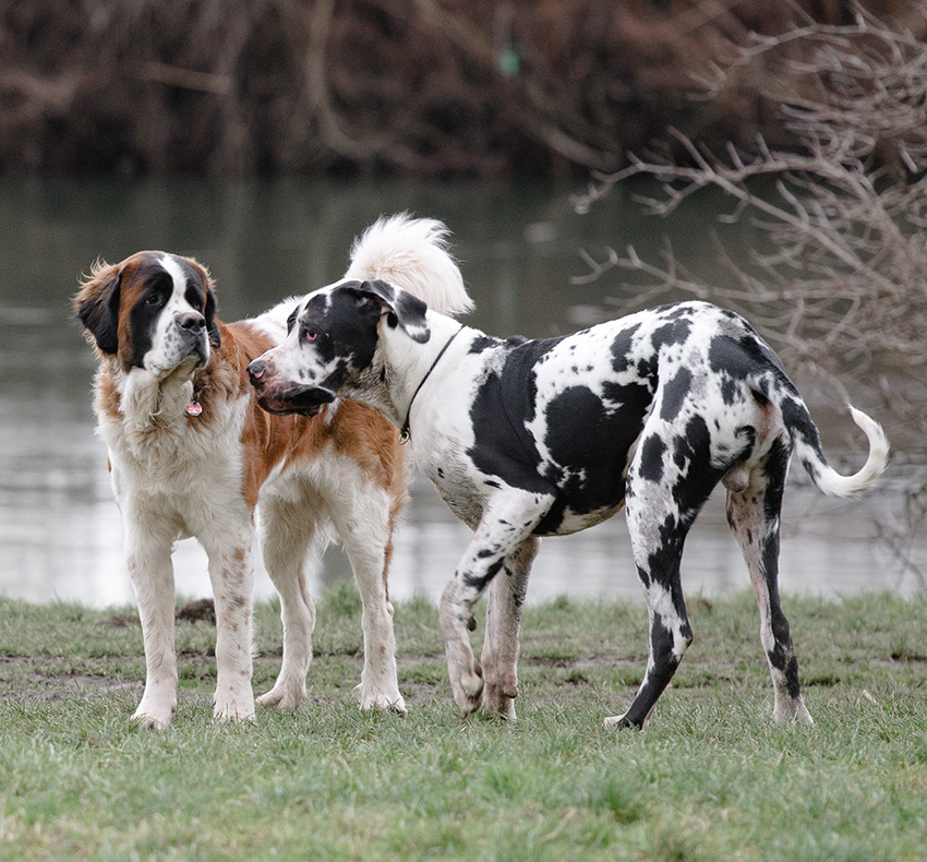 Dogge und Heidi