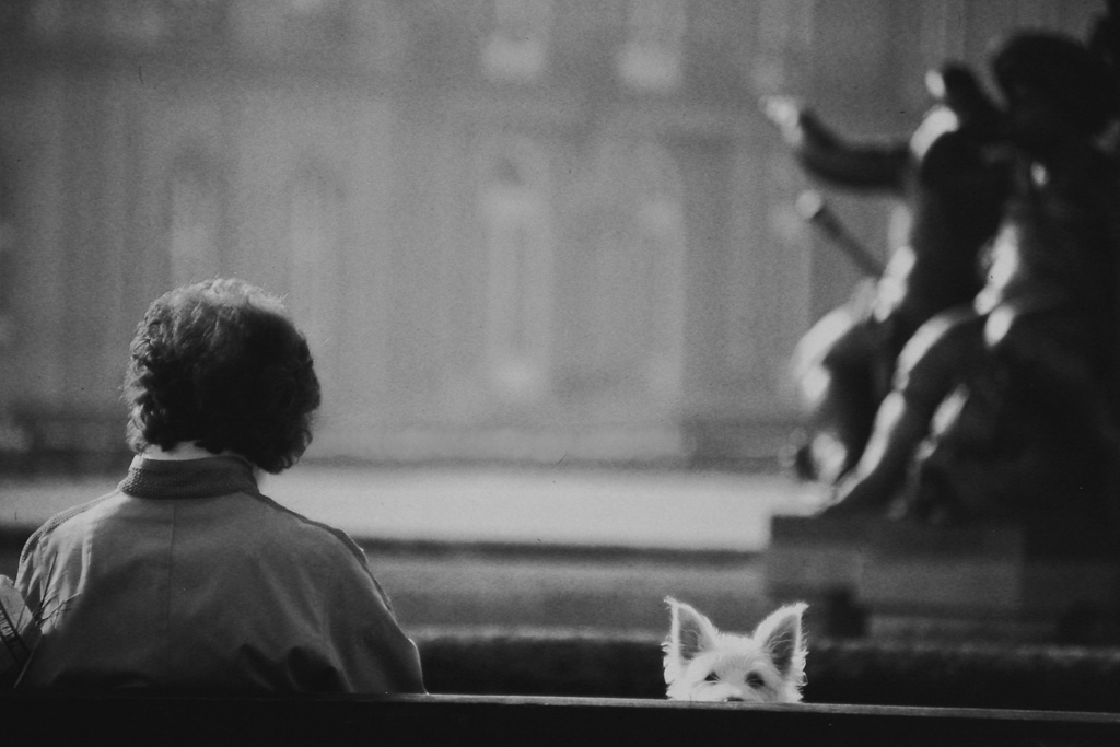 Doggie