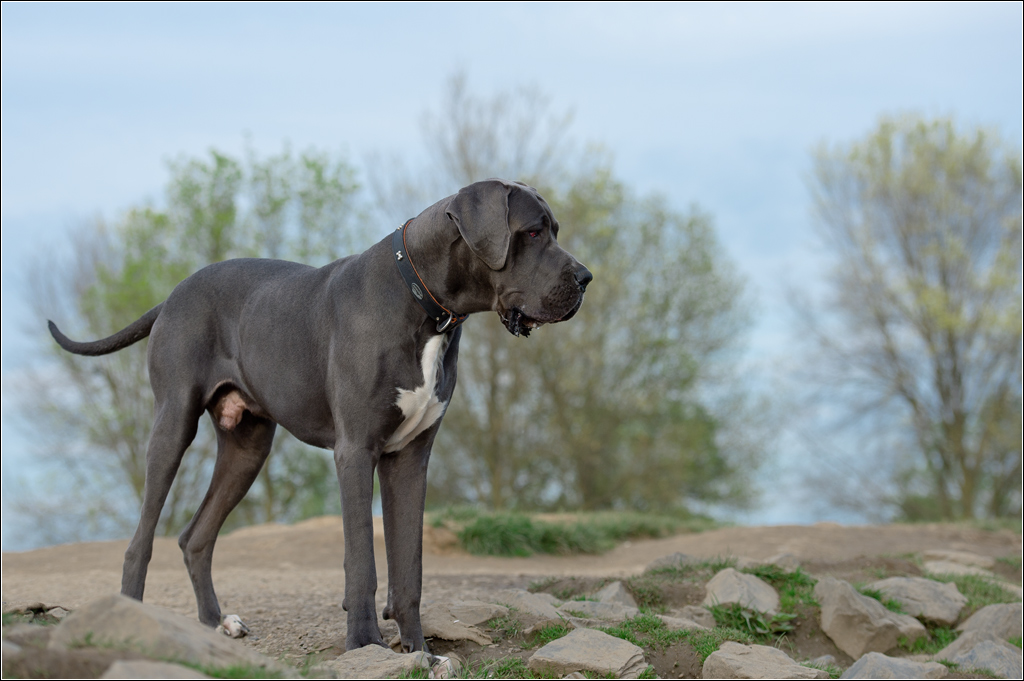 doggy