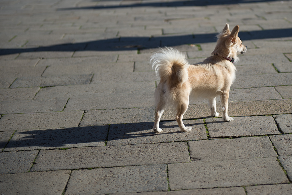 doggy