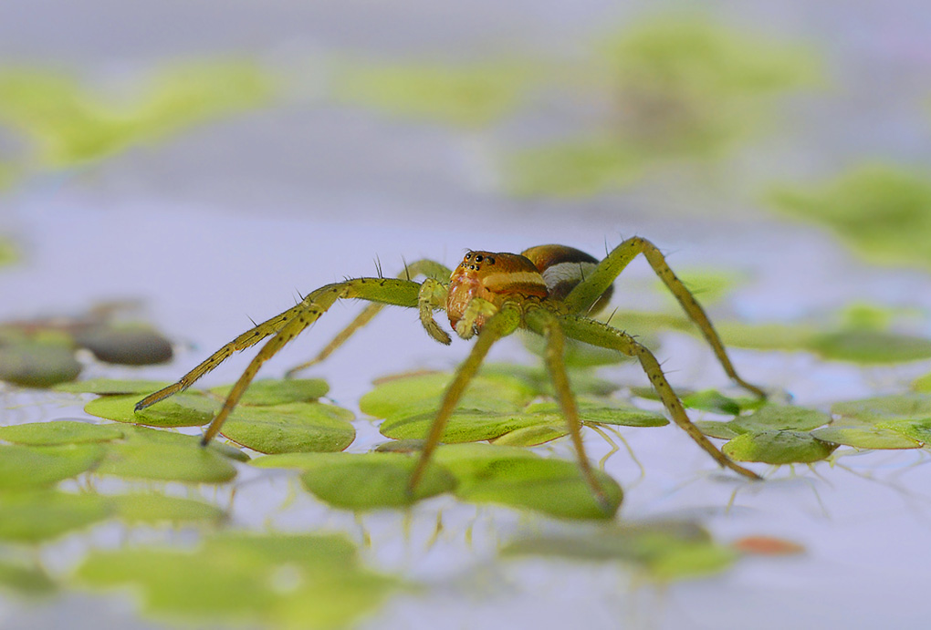 Dolomedes fimbriatus.
Unter dem deutschen Titel "Gerandete Jagdspinne" bekannt.
Die Spinne lebt in der Nähe stehender und langsam fließender Gewässer.