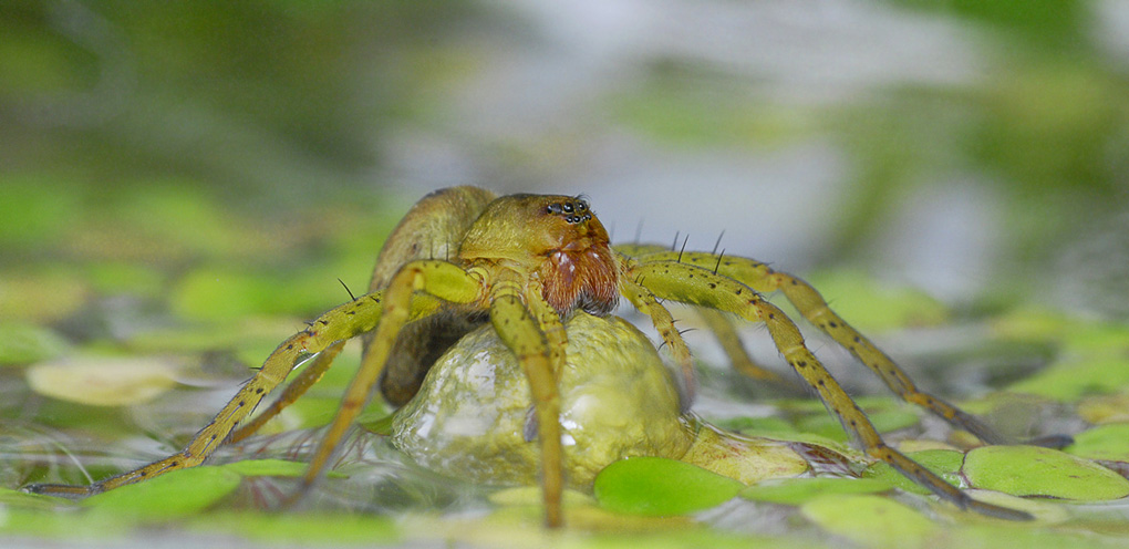 Dolomedes plantarius.
Mit der D.fimbriatus verwandt, mit der sie sich den Lebensraum teil, aber noch seltener.
Rote Liste, Streng geschützt.