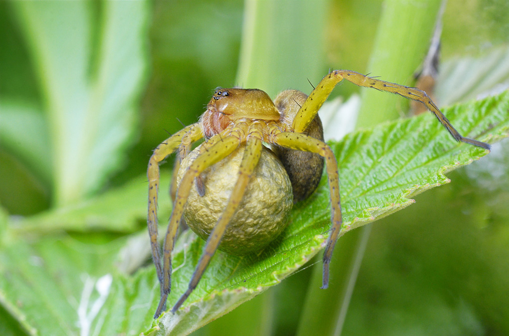 Dolomedes plantarius trägt wie ihre Verwandte den Eikokon mit den Chelizeren mit sich und beschützt ihn.