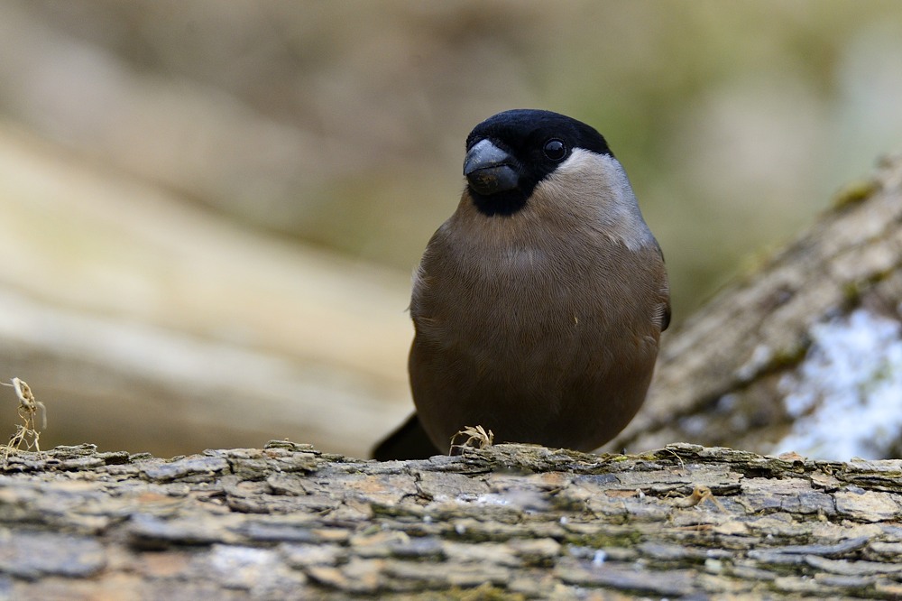 Dompfaff 2015 01673