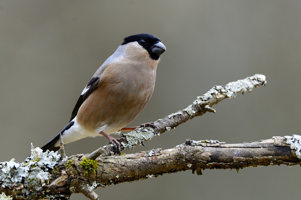 Dompfaff 2015 01674